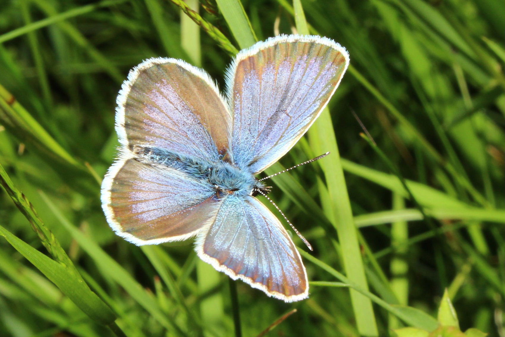 Farfalla da determinare 6 - Plebejus argus